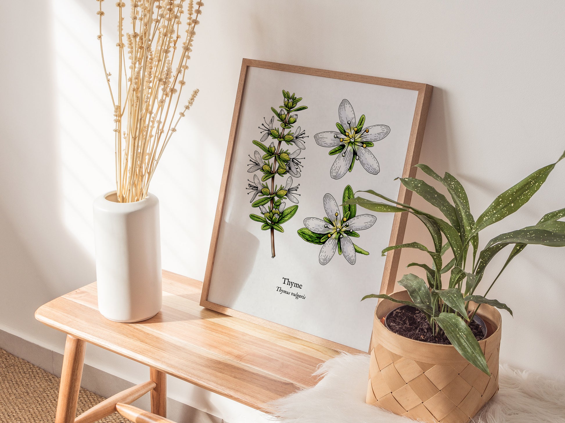 Thyme Poster | Vintage Thymus vulgaris Botanical Illustration Wall Art — styled in a modern interior