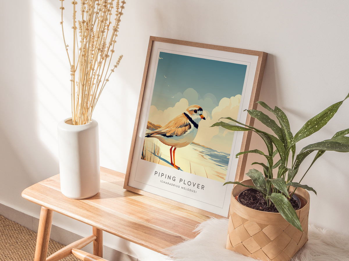 Piping Plover, Charadrius melodus Poster | Shorebird Nature Poster Wall Art — styled in a modern interior