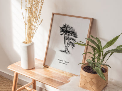 Monterey Cypress Poster | Cupressus macrocarpa Pen and Ink Print Vintage Botanical Illustration — styled in a modern interior