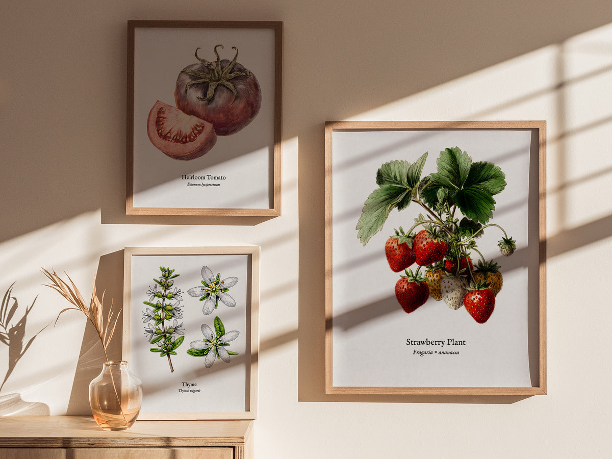 Strawberry Plant Poster | Vintage Fragaria × ananassa Botanical Illustration Wall Art — styled in a modern interior