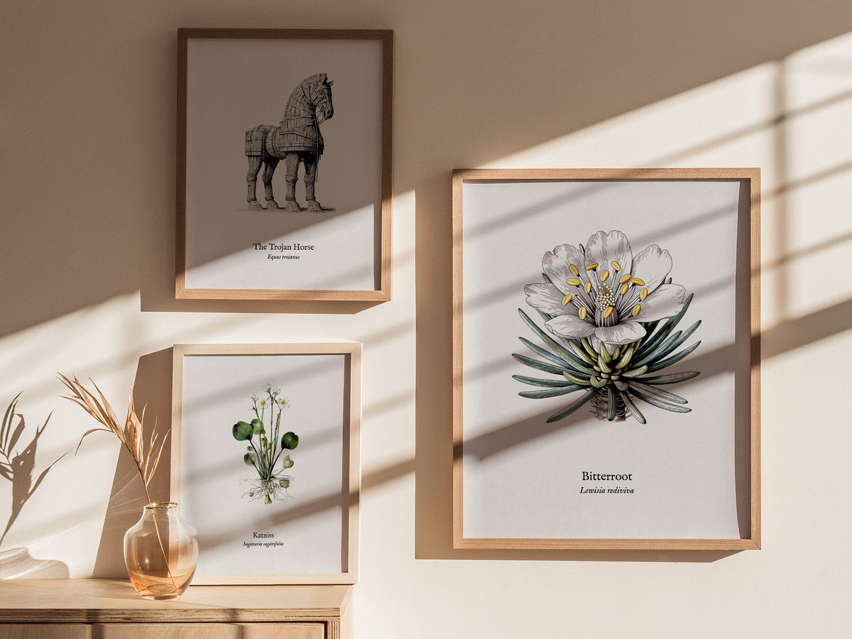 Bitterroot Poster | Lewisia rediviva Pen and Ink Print Vintage Botanical Illustration Wall Art — styled in a modern interior