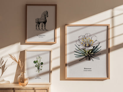 Bitterroot Poster | Lewisia rediviva Pen and Ink Print Vintage Botanical Illustration Wall Art — styled in a modern interior