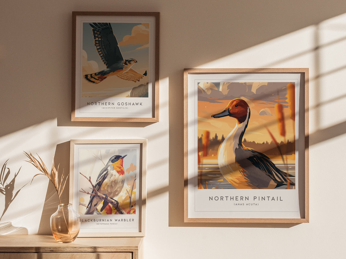 Northern Pintail, Anas acuta Poster | Elegant Waterfowl Bird Wall Art — styled in a modern interior