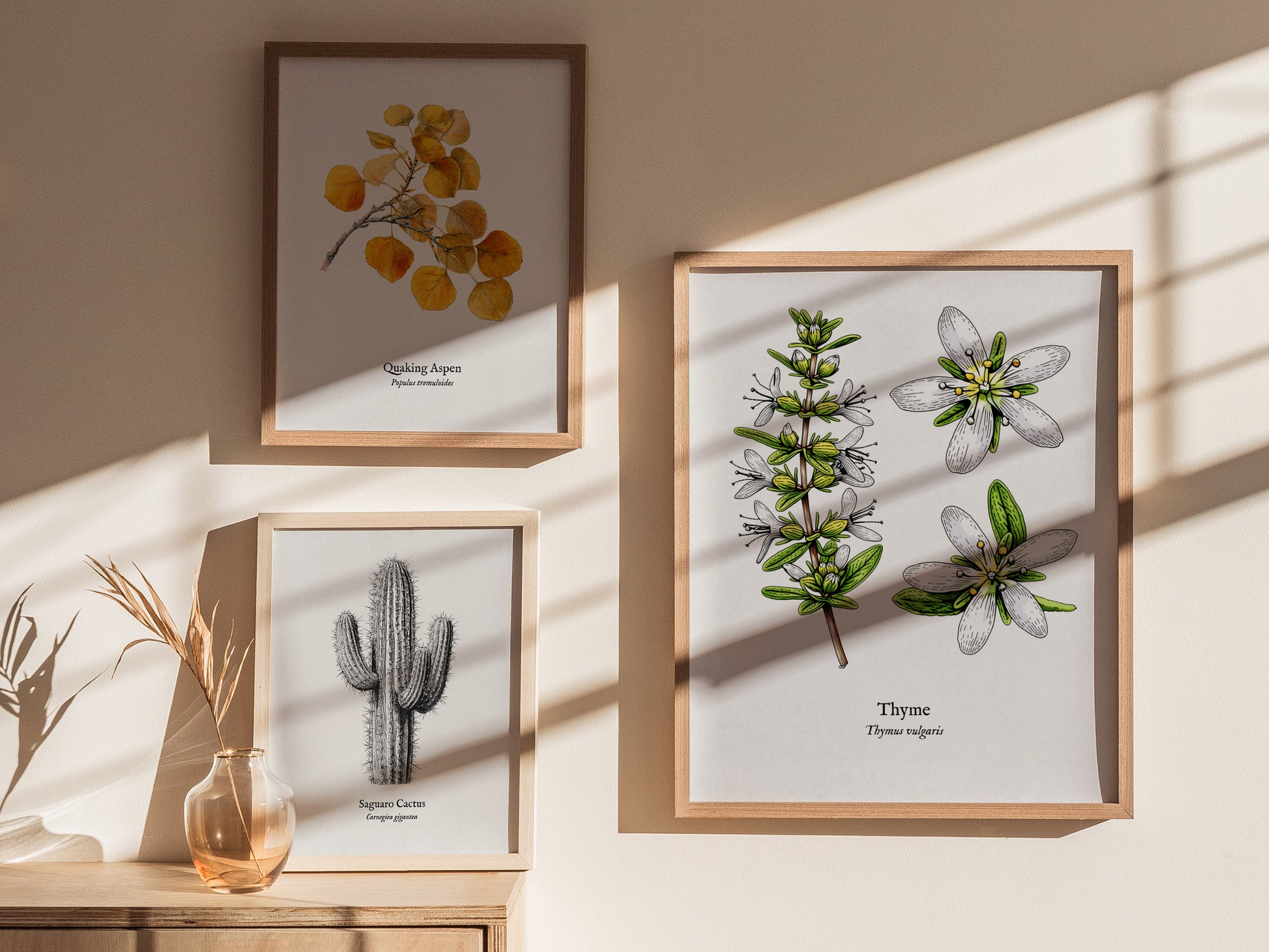 Thyme Poster | Vintage Thymus vulgaris Botanical Illustration Wall Art — styled in a modern interior