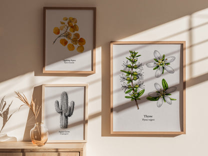 Thyme Poster | Vintage Thymus vulgaris Botanical Illustration Wall Art — styled in a modern interior