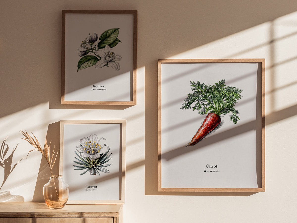 Carrot Poster | Daucus Carota Pen and Ink Print | Vintage Botanical Illustration Wall Art — styled in a modern interior
