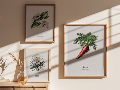 Carrot Poster | Daucus Carota Pen and Ink Print | Vintage Botanical Illustration Wall Art — styled in a modern interior
