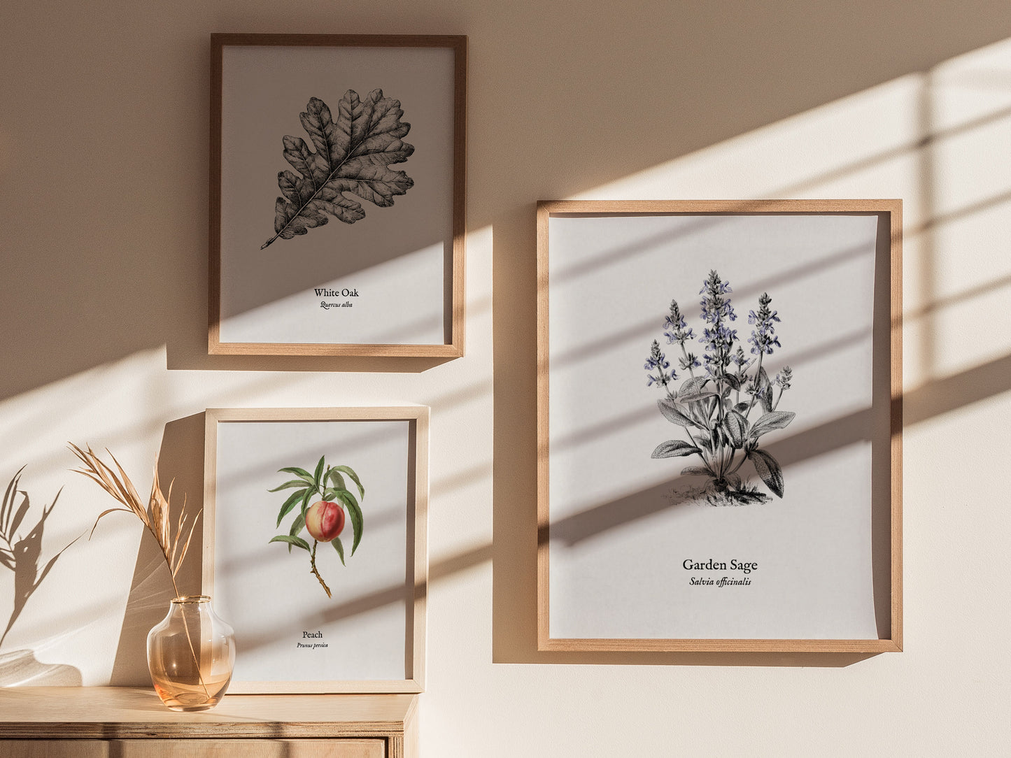 Garden Sage Poster | Salvia officinalis Pen and Ink Print Vintage Botanical Illustration Wall Art — styled in a modern interi