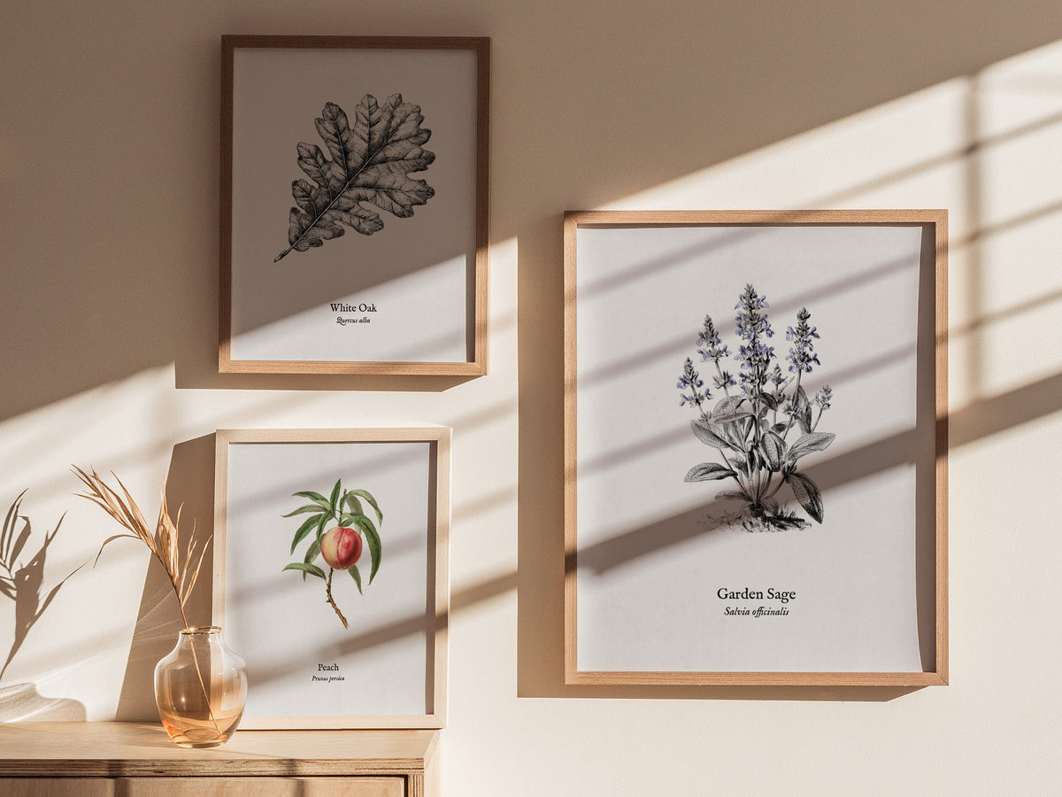 Garden Sage Poster | Salvia officinalis Pen and Ink Print Vintage Botanical Illustration Wall Art — styled in a modern interi
