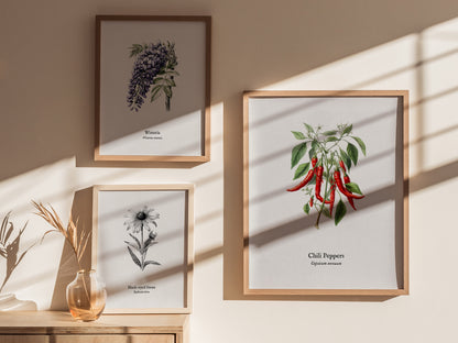 Chili Peppers Poster | Vintage Capsicum Annuum Botanical Illustration Wall Art — styled in a modern interior