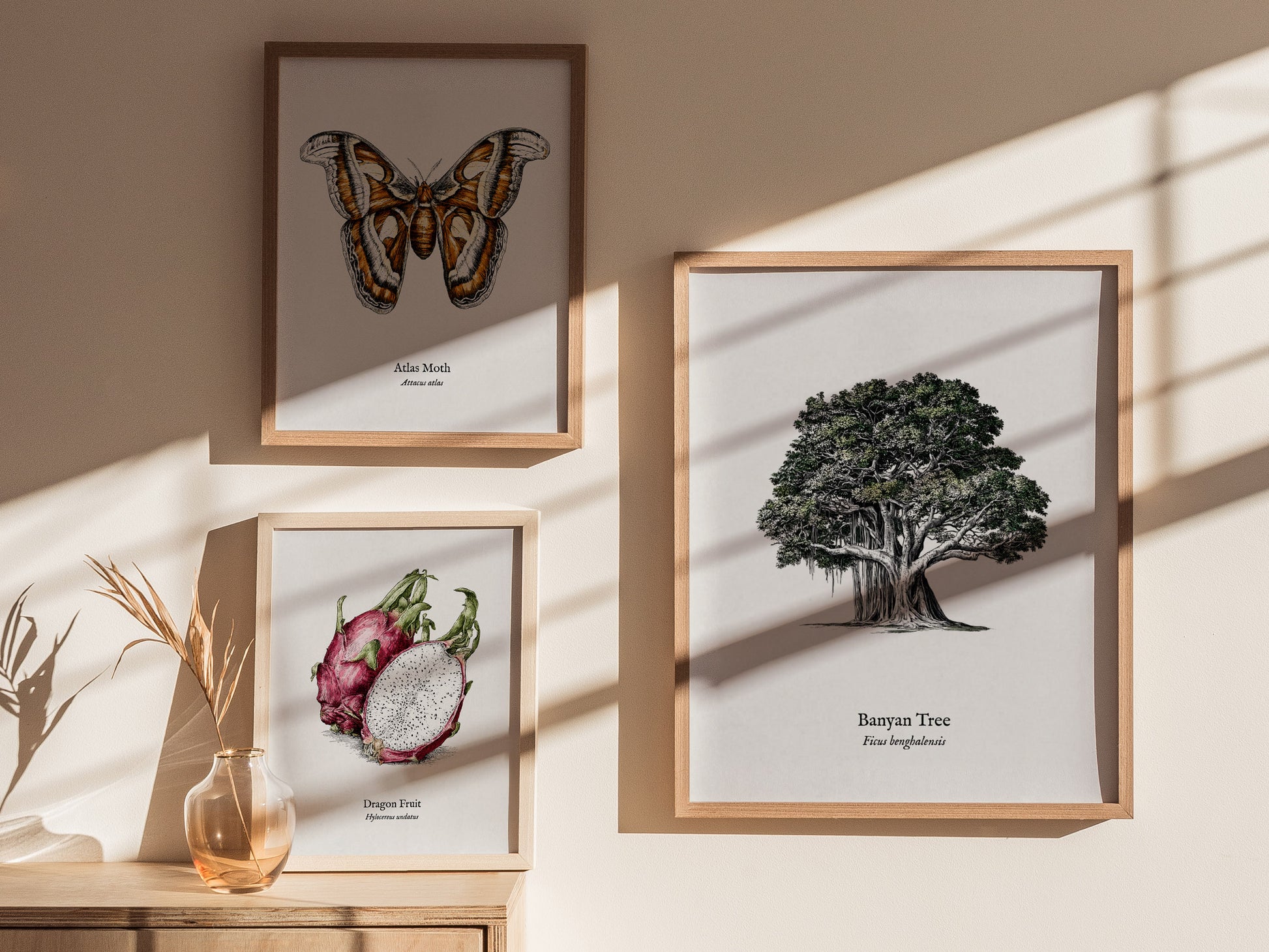 Banyan Tree Poster | Vintage Ficus benghalensis Botanical Illustration Wall Art — styled in a modern interior