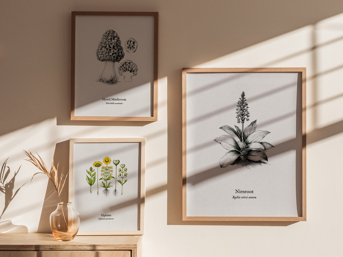 Nirnroot Poster | Radix Nirni Sonora Pen and Ink Print Vintage Botanical Illustration Wall Art — styled in a modern interior