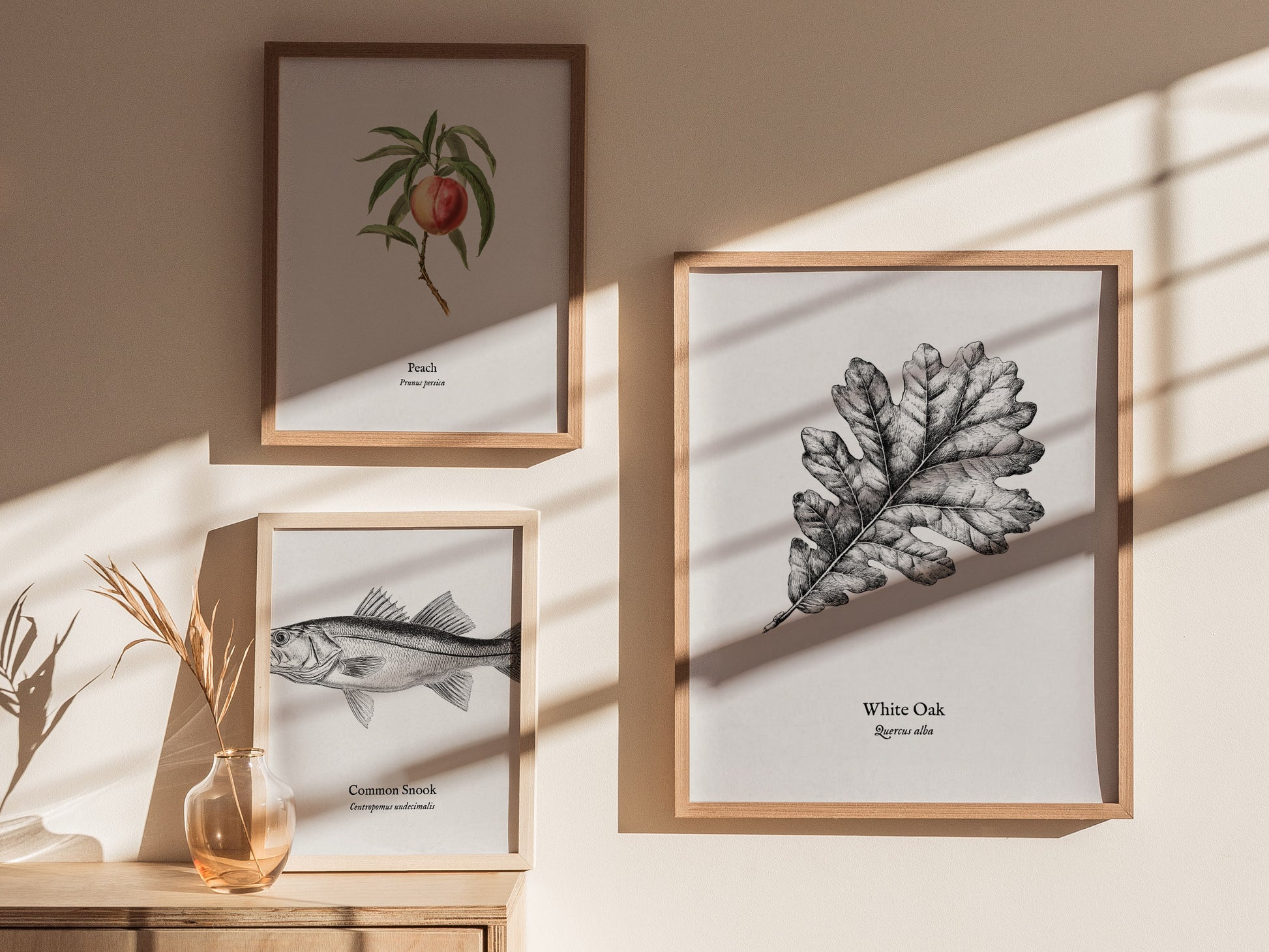 White Oak Poster | Quercus Alba Pen and Ink Print Vintage Botanical Illustration Wall Art — styled in a modern interior