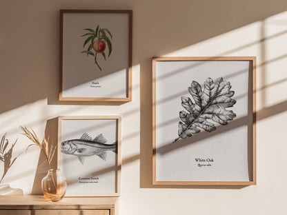 White Oak Poster | Quercus Alba Pen and Ink Print Vintage Botanical Illustration Wall Art — styled in a modern interior