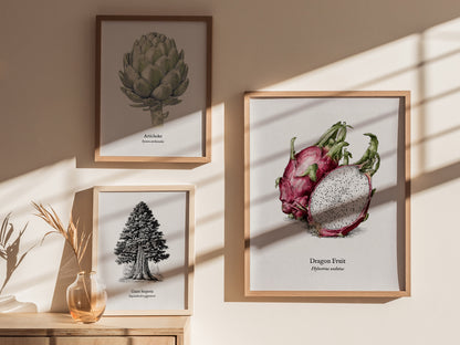 Dragon Fruit Poster | Vintage Hylocereus undatus Botanical Illustration Wall Art — styled in a modern interior