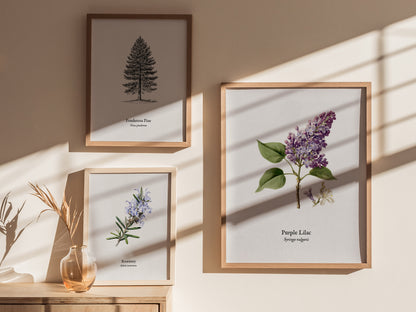 Purple Lilac Poster | Vintage Syringa vulgaris Botanical Illustration Wall Art — styled in a modern interior