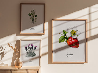 Strawberry Poster | Fragaria × ananassa Pen and Ink Print Vintage Botanical Illustration Wall Art — styled in a modern interi