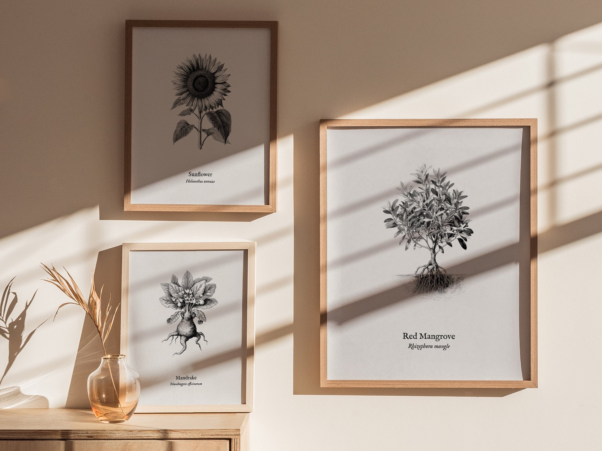 Red Mangrove Poster | Rhizophora Mangle Pen and Ink Print Vintage Botanical Illustration — styled in a modern interior