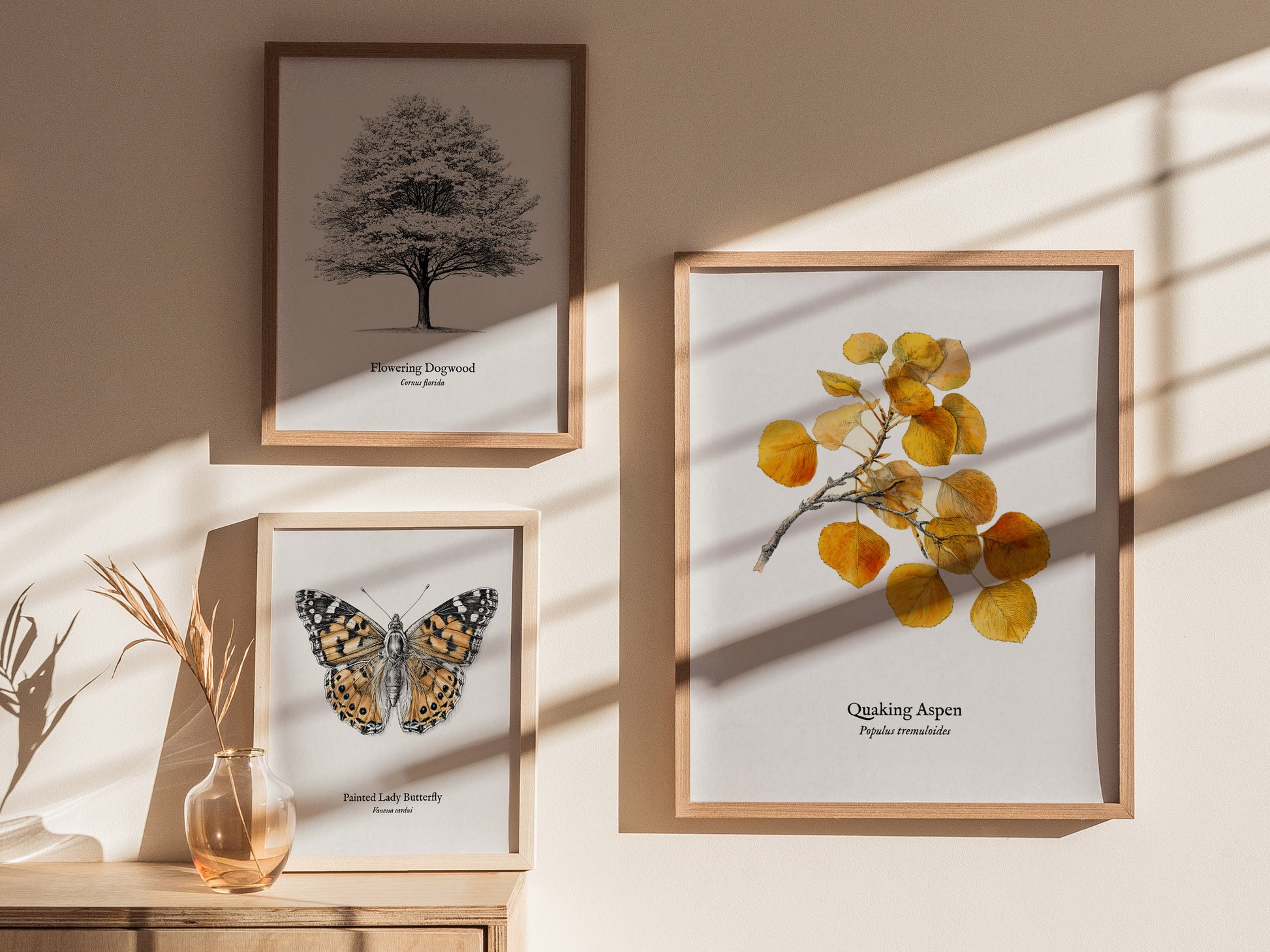 Quaking Aspen Poster | Vintage Populus tremuloides Botanical Illustration Wall Art — styled in a modern interior