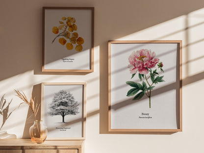 Peony Poster | Vintage Paeonia Lactiflora Botanical Illustration Wall Art — styled in a modern interior