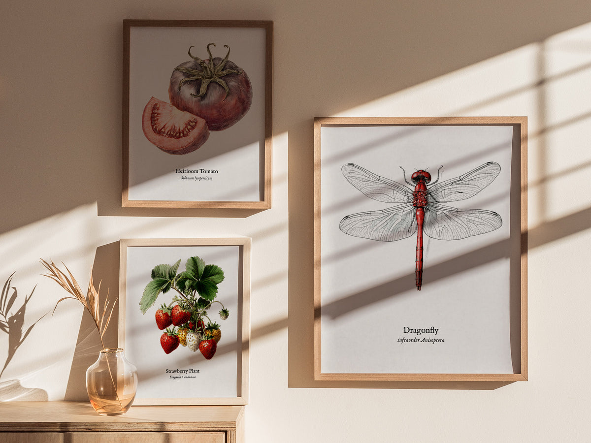 Dragonfly Poster | Vintage Anisoptera Zoological Illustration Wall Art — styled in a modern interior