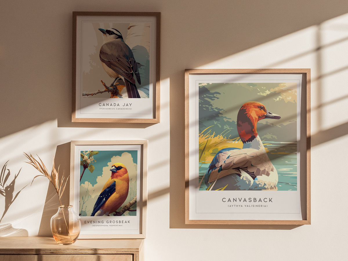 Canvasback, Aythya valisineria Poster | Diving Duck Wildlife Print Wall Art — styled in a modern interior