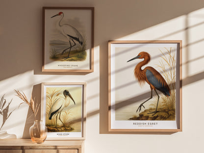 Three framed bird illustrations are displayed on a sunlit wall, featuring a Whooping Crane, Reddish Egret, and Wood Stork. The posters add a vintage charm to the wall art.