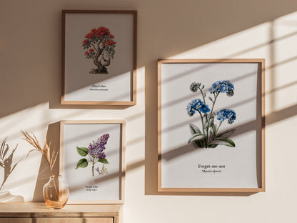 Forget-Me-Not Poster | Vintage Myosotis Alpestris Botanical Illustration Wall Art — styled in a modern interior