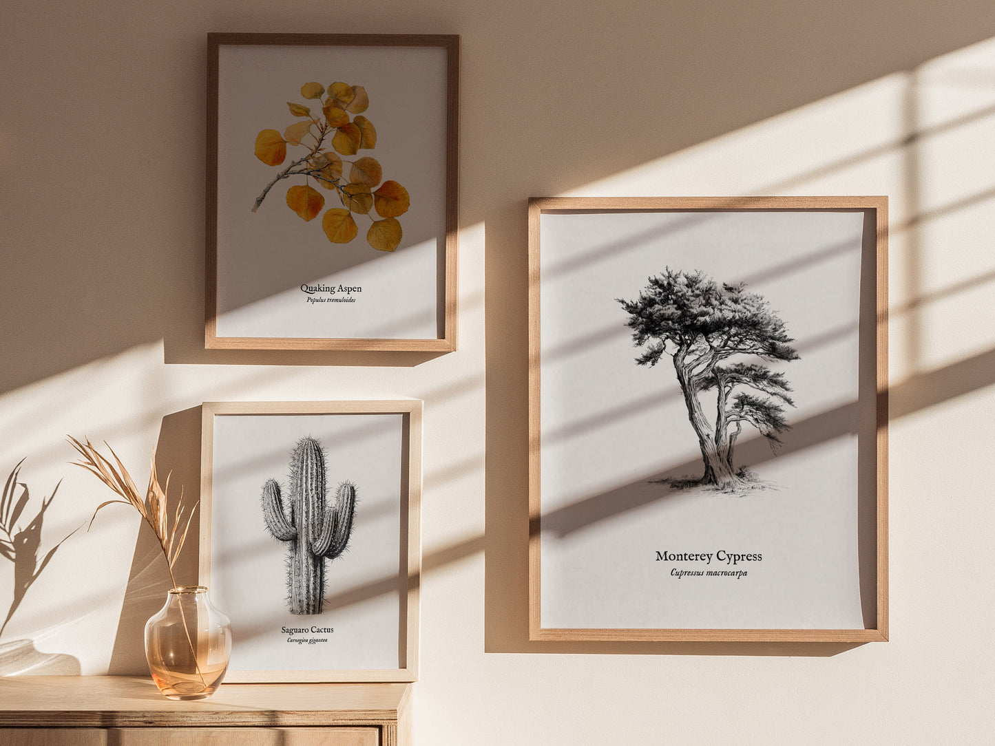 Monterey Cypress Poster | Cupressus macrocarpa Pen and Ink Print Vintage Botanical Illustration — styled in a modern interior