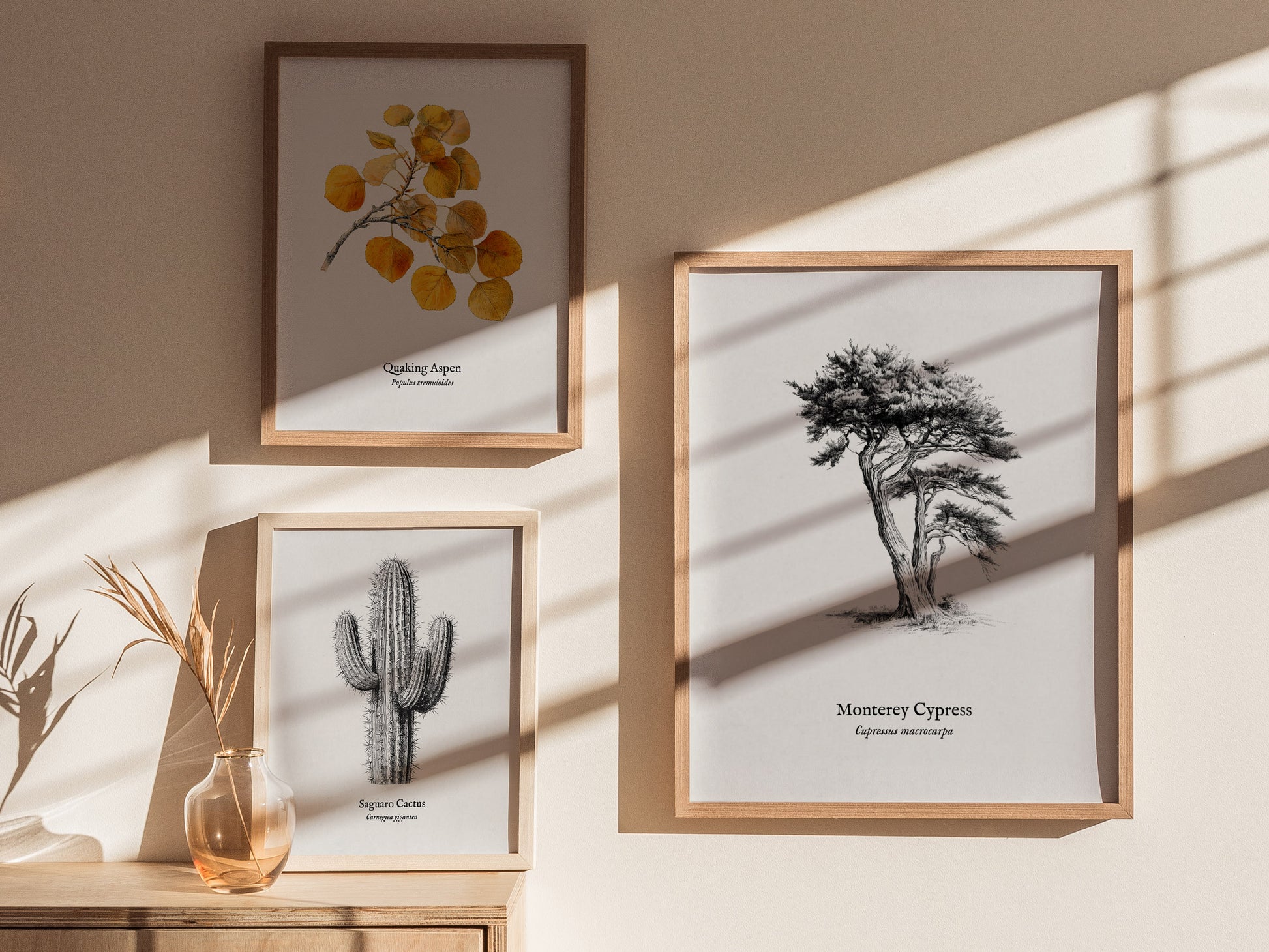 Monterey Cypress Poster | Cupressus macrocarpa Pen and Ink Print Vintage Botanical Illustration — styled in a modern interior