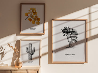 Monterey Cypress Poster | Cupressus macrocarpa Pen and Ink Print Vintage Botanical Illustration — styled in a modern interior