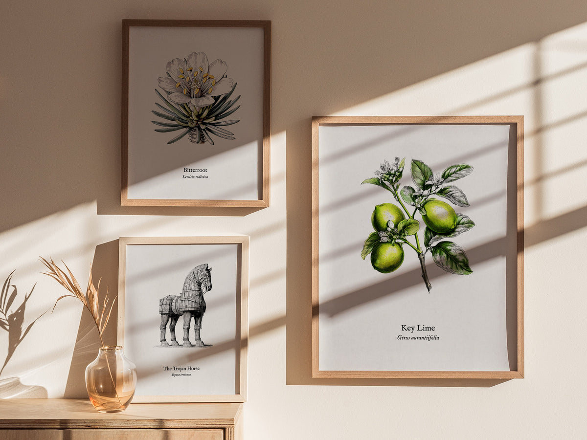 Key Lime Poster | Citrus aurantiifolia Vintage Botanical Illustration Pen and Ink Print — styled in a modern interior