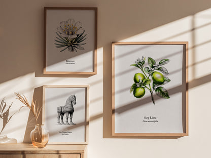 Key Lime Poster | Citrus aurantiifolia Vintage Botanical Illustration Pen and Ink Print — styled in a modern interior