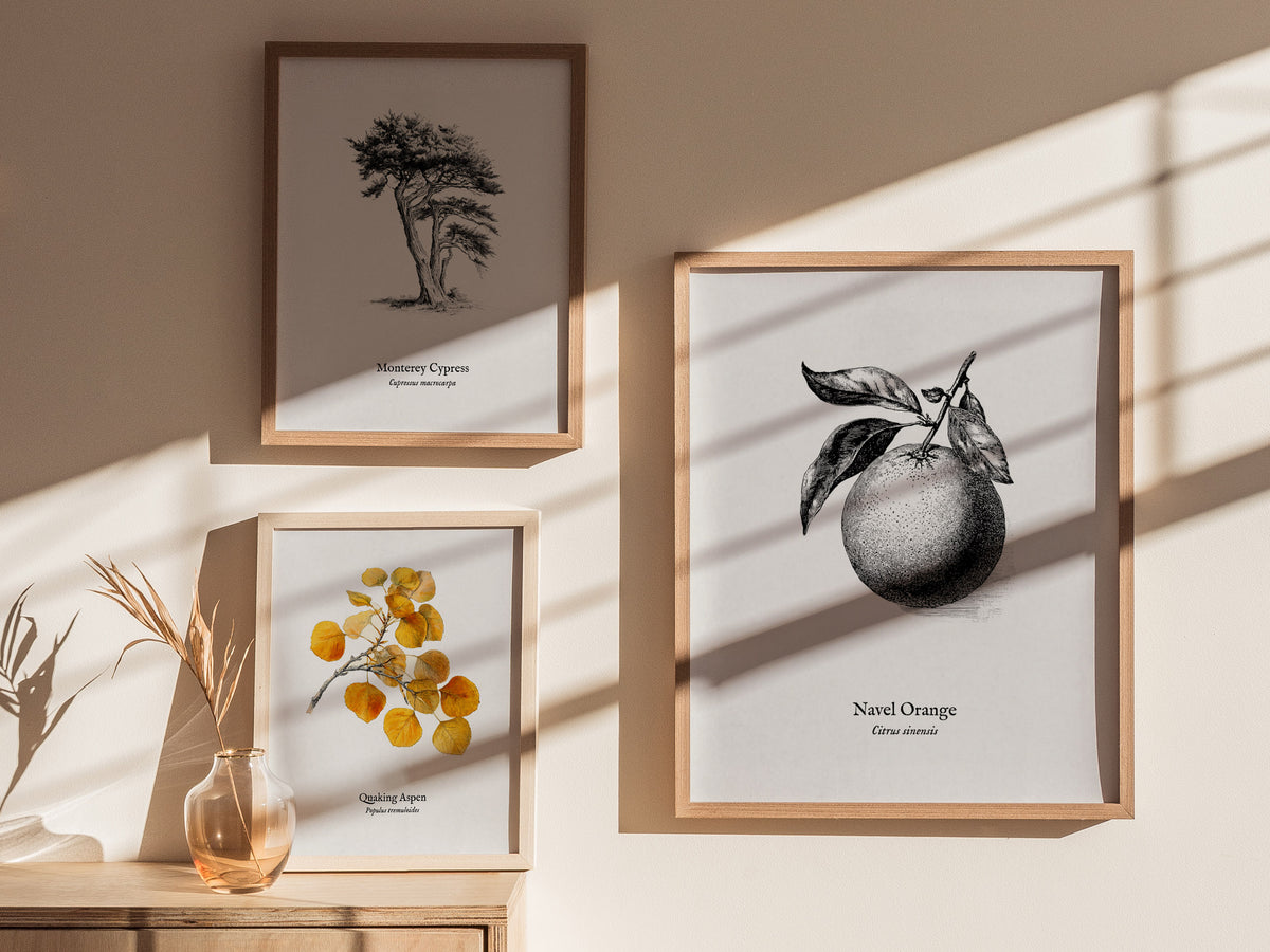 Navel Orange Poster | Citrus sinensis Pen and Ink Print Vintage Botanical Illustration — styled in a modern interior