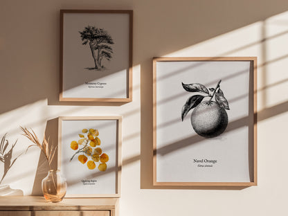 Navel Orange Poster | Citrus sinensis Pen and Ink Print Vintage Botanical Illustration — styled in a modern interior