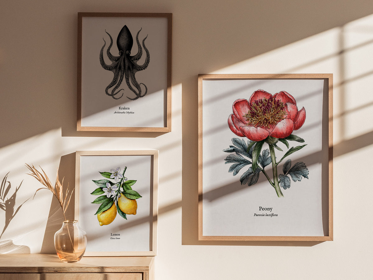 Peony Poster | Vintage Paeonia Lactiflora Botanical Illustration Wall Art — styled in a modern interior