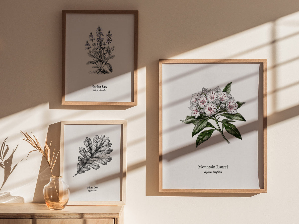 Mountain Laurel Poster | Kalmia latifolia Pen and Ink Print Vintage Botanical Illustration — styled in a modern interior