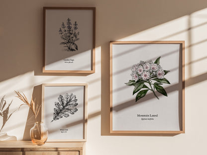 Mountain Laurel Poster | Kalmia latifolia Pen and Ink Print Vintage Botanical Illustration — styled in a modern interior