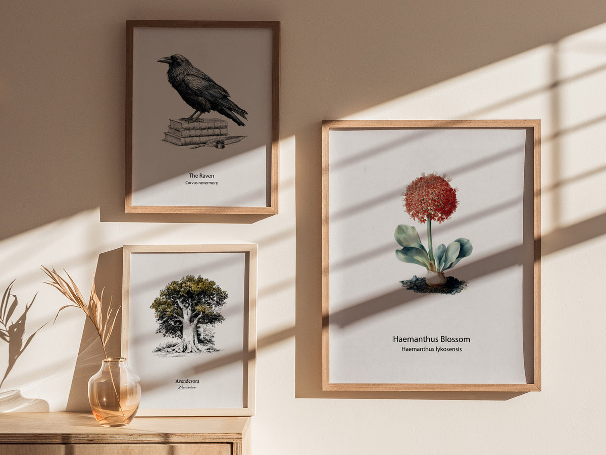 Haemanthus Blossom Poster | Haemanthus lykosensis Pen and Ink Print Vintage Botanical Illustration — styled in a modern inter