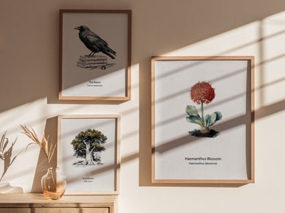Haemanthus Blossom Poster | Haemanthus lykosensis Pen and Ink Print Vintage Botanical Illustration — styled in a modern inter