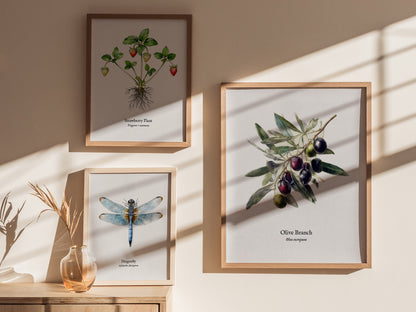 Olive Branch Poster | Vintage Olea europaea Botanical Illustration Wall Art — styled in a modern interior