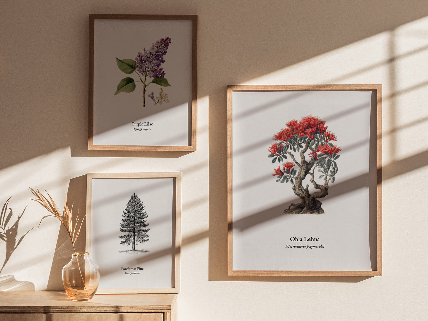 Ohia Lehua Poster | Vintage Metrosideros polymorpha Botanical Illustration Wall Art — styled in a modern interior