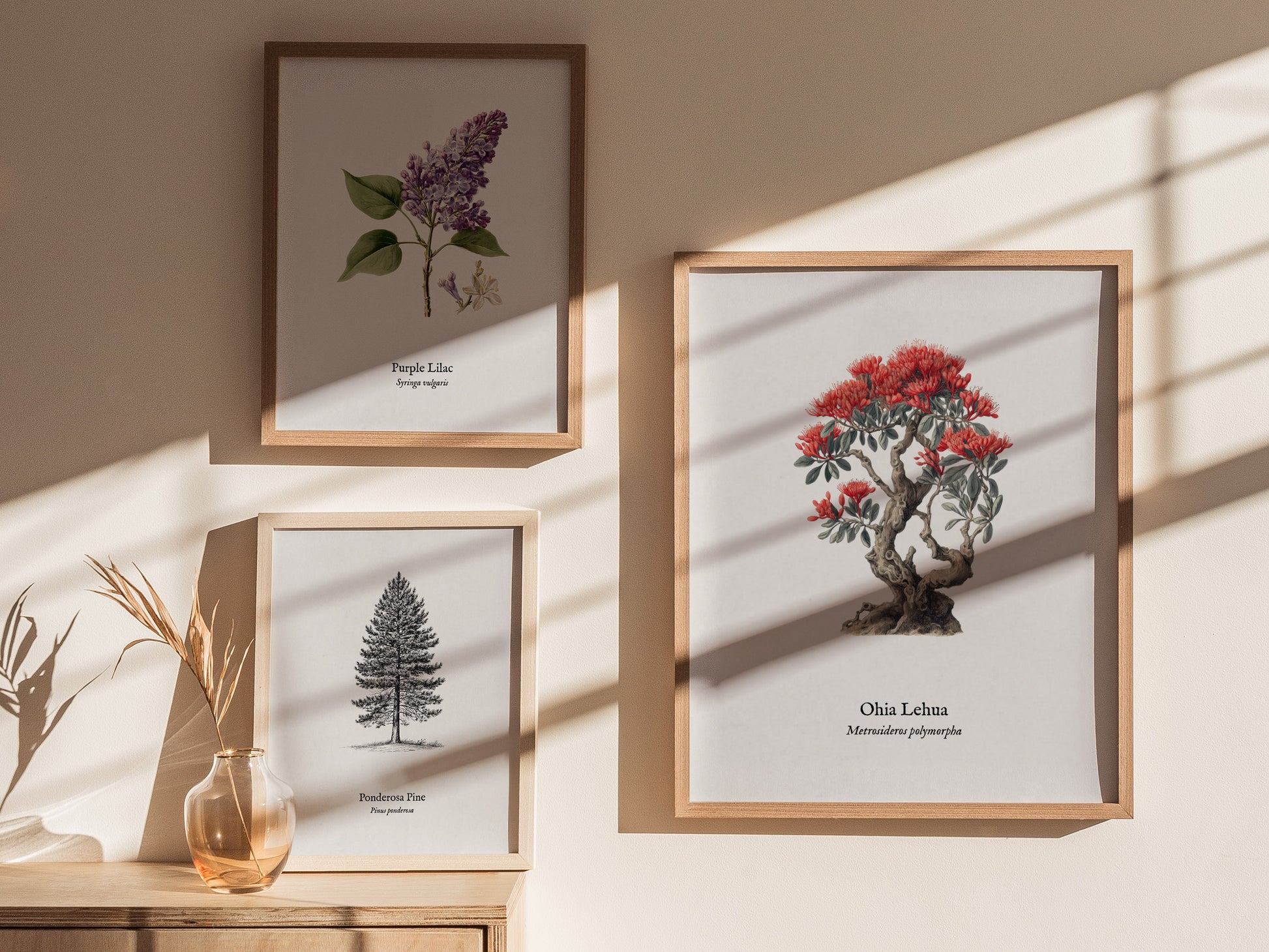 Ohia Lehua Poster | Vintage Metrosideros polymorpha Botanical Illustration Wall Art — styled in a modern interior