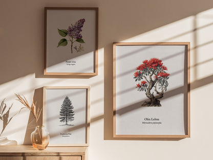 Ohia Lehua Poster | Vintage Metrosideros polymorpha Botanical Illustration Wall Art — styled in a modern interior
