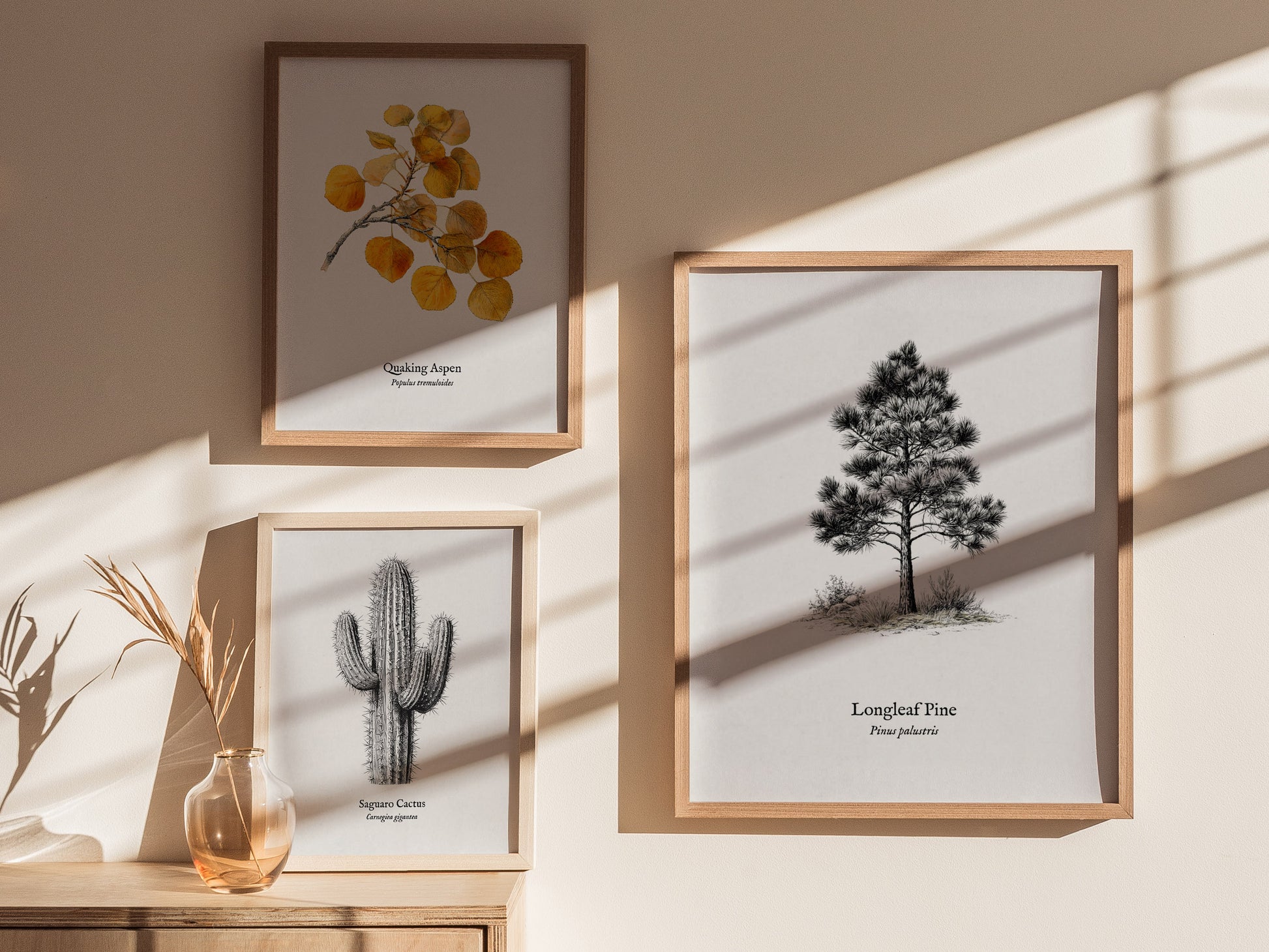 Longleaf Pine Poster | Pinus palustris Pen and Ink Print | Vintage Botanical Illustration Wall Art — styled in a modern inter