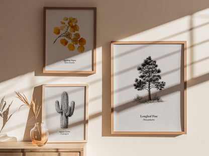 Longleaf Pine Poster | Pinus palustris Pen and Ink Print | Vintage Botanical Illustration Wall Art — styled in a modern inter