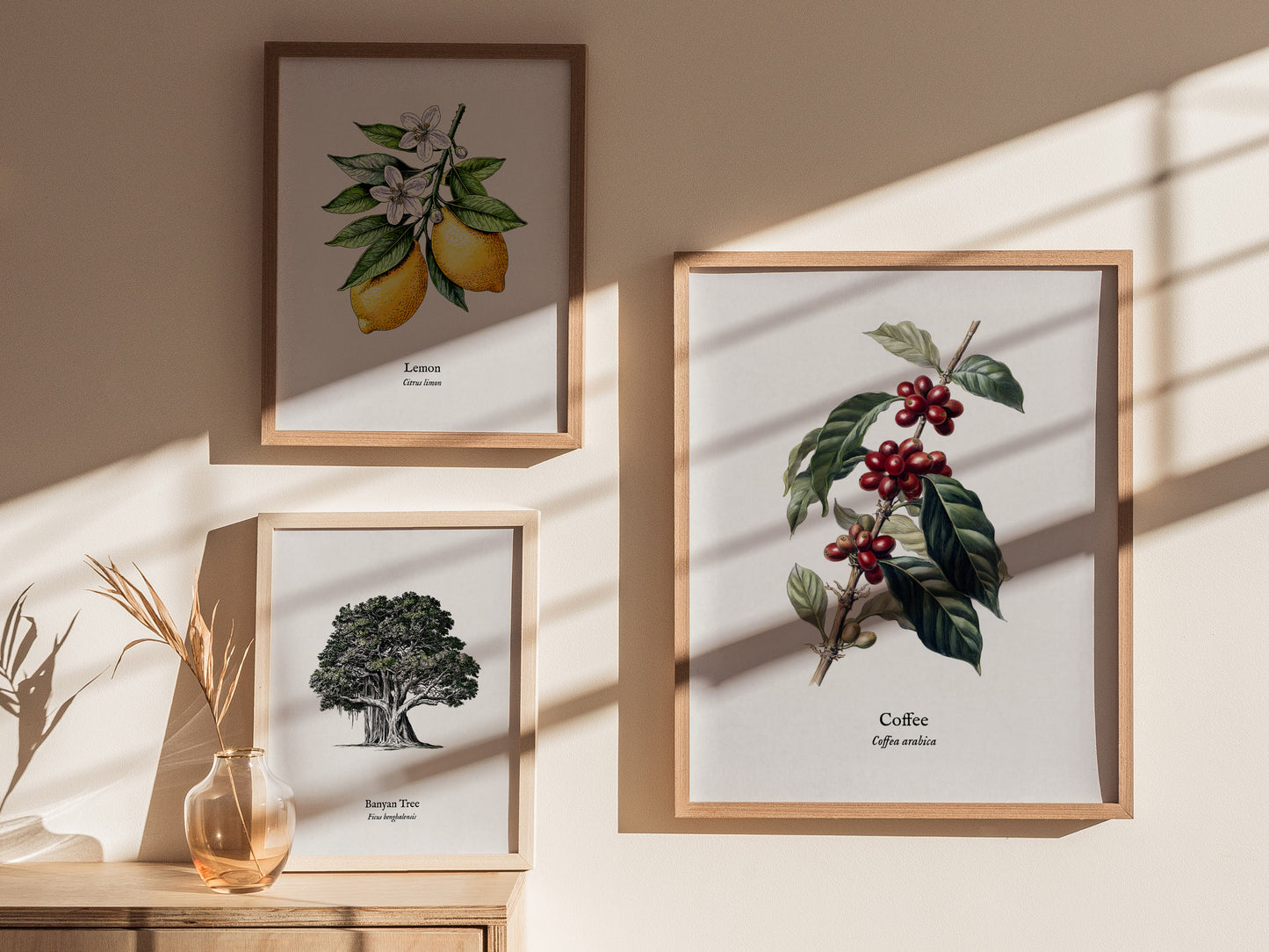 Coffee Poster | Vintage Coffea Arabica Botanical Illustration Wall Art — styled in a modern interior