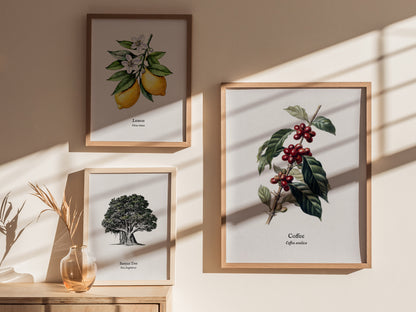 Coffee Poster | Vintage Coffea Arabica Botanical Illustration Wall Art — styled in a modern interior