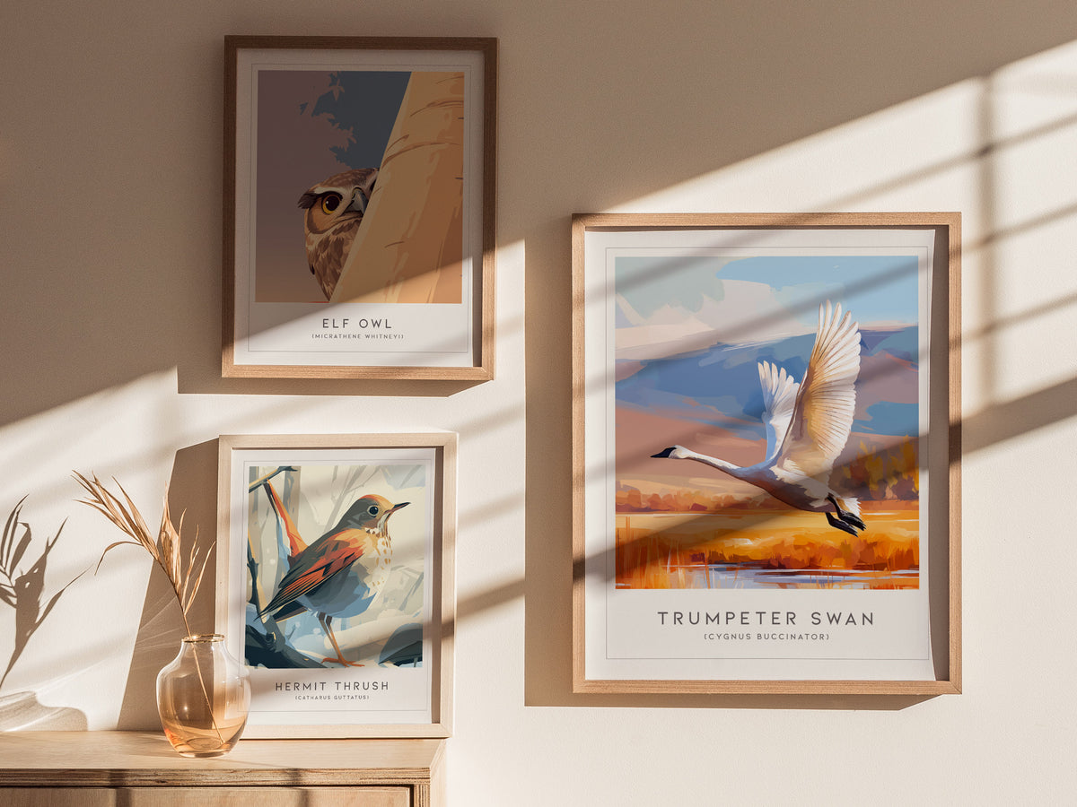 Trumpeter Swan Poster | Elegant Waterbird in Winter Calm Wall Art — styled in a modern interior