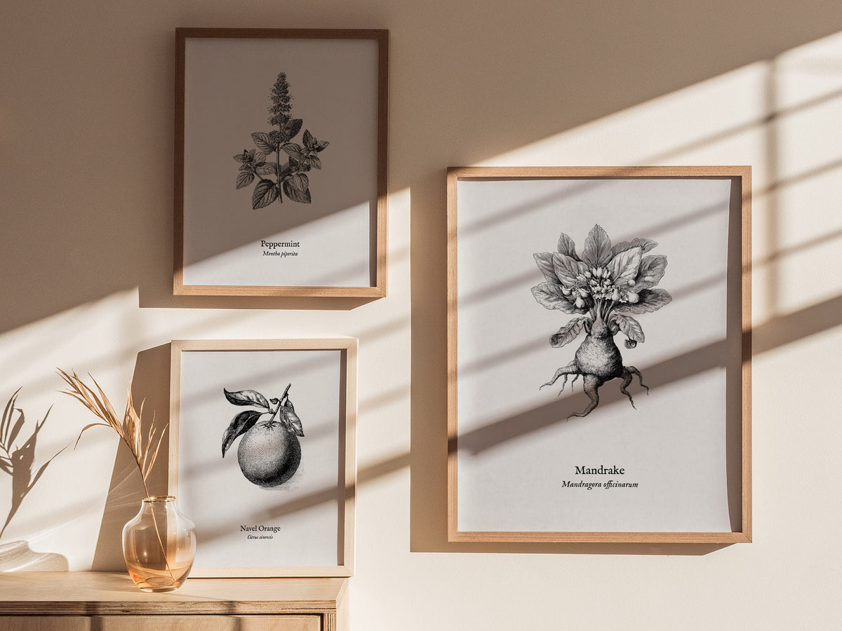 Mandrake Poster | Mandragora officinarum Pen and Ink Print Vintage Botanical Illustration — styled in a modern interior